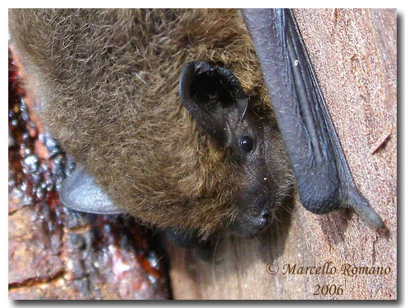 Sotto la corteccia di eucalipto - Pipistrellus sp.